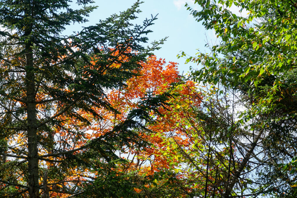 fall foliage trees in september